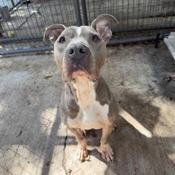 Pit Bull Terrier and Mixed Breed Dogs Available for Adoption in Hanna City, Illinois - Groot | PetCurious