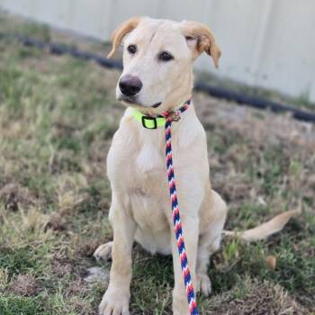 Apricot -  Retriever and Labrador Retriever Dog for Adoption in Mansfield, Texas - Apricot | PetCurious