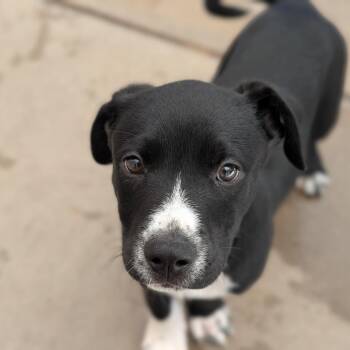 Simon -  Black Labrador Retriever and Mixed Breed Dog for Adoption in Fenton, Michigan - Simon | PetCurious