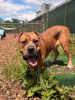 HAM -  English Bulldog and Pit Bull Terrier Dog for Adoption in Leesburg, Virginia - HAM | PetCurious