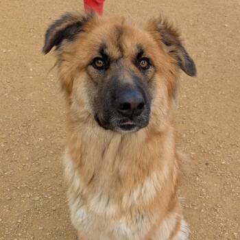 Rescue Mixed Breed Dogs for Adoption in Bentonville, Arkansas - Sapphire | PetCurious