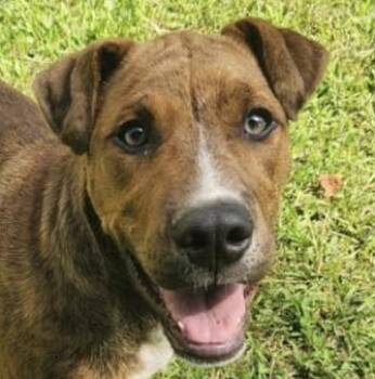 Palmer - Great with kids and dogs -  Catahoula Leopard Dog and Plott Hound Dog for Adoption in Andover, Massachusetts - Palmer - Great With Kids And Dogs | PetCurious
