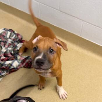 Mocha -  American Bulldog and Mixed Breed Dog for Adoption in West Palm Beach, Florida - Mocha | PetCurious