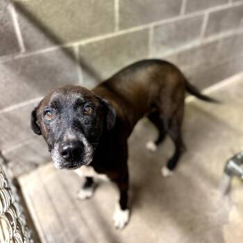Earl Ray -  Mixed Breed Dog for Adoption in Pauls Valley, Oklahoma - Earl Ray | PetCurious