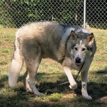 Creed -  Husky Dog for Adoption in Columbus, North Carolina - Creed | PetCurious