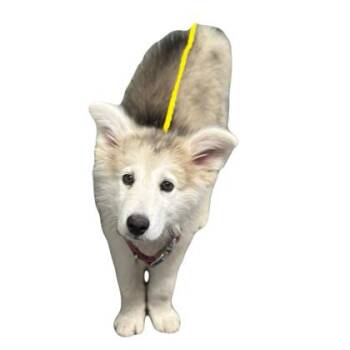 Theodore -  Siberian Husky Dog for Adoption in Red Bluff, California - Theodore | PetCurious