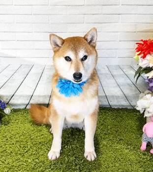 Shiba Inu Dogs Available for Adoption in Castro Valley, California - INLA | PetCurious