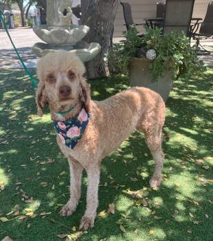Star -  Standard Poodle Dog for Adoption in Temecula, California - Star | PetCurious