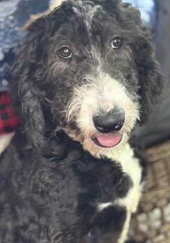 Goldendoodle and Poodle Dogs Available for Adoption - Annie | PetCurious