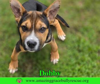 Dobby -  American Staffordshire Terrier Dog for Adoption in Pensacola, Florida - Dobby | PetCurious