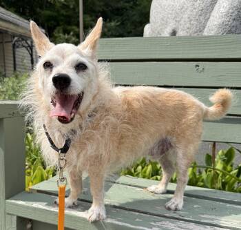Toto -  Terrier Dog for Adoption in Sudbury, Massachusetts - Toto | PetCurious