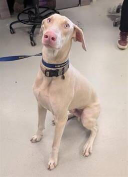 ARIES -  Doberman Pinscher Dog for Adoption in Santa Cruz, California - ARIES | PetCurious