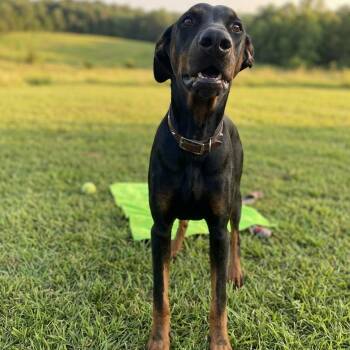 Bruno -  Doberman Pinscher Dog for Adoption in Jefferson City, Tennessee - Bruno | PetCurious