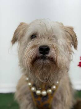 Maltipoo and Schnauzer Dogs Available for Adoption in Carlsbad, California - Lily-One Of Our Amazing Rescue Dogs | PetCurious
