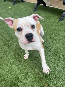 American Bulldog and Staffordshire Bull Terrier Dogs Available for Adoption - Carey | PetCurious
