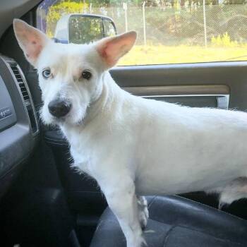 Terrier and Mixed Breed Dogs Available for Adoption in Enterprise, Alabama - Clark | PetCurious