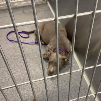 Hunk -  Terrier Dog for Adoption in Montgomery, Alabama - Hunk | PetCurious