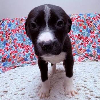 Mixed Breed Dogs Available for Adoption - Quince | PetCurious