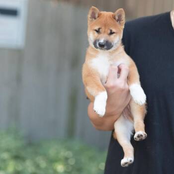 Kitsune -  Shiba Inu Dog for Adoption in Chester Springs, Pennsylvania - Kitsune | PetCurious
