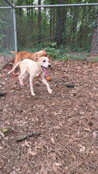 Australian Cattle Dog Blue Heeler Dogs Available for Adoption in Little Rock, Arkansas - Rusty | PetCurious