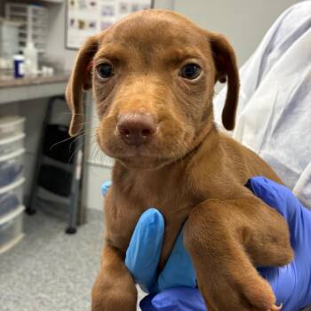 Propel -  Retriever Dog for Adoption in Greenville, South Carolina - Propel | PetCurious