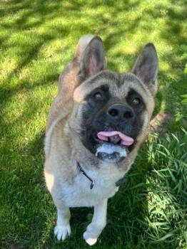 Rescue Akita Dogs for Adoption in Chicago, Illinois - Sid | PetCurious