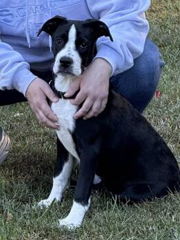 Rescue Boxer Dogs for Adoption in Wanaque, New Jersey - Maggie | PetCurious