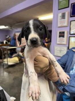 Clue -  Mixed Breed Dog for Adoption in West Chester, Pennsylvania - Clue | PetCurious