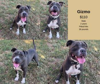 Rescue Pit Bull Terrier Dogs for Adoption in Decatur, Alabama - Gizmo | PetCurious