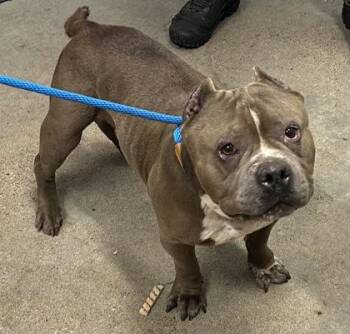 Buster -  Bulldog Dog for Adoption in Cleveland, Ohio - Buster | PetCurious