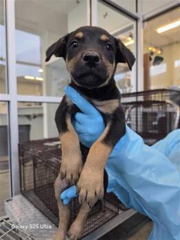 Doberman Pinscher Dogs Available for Adoption in San Antonio, Texas - SEELEY | PetCurious