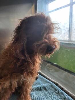 Poodle Dogs Available for Adoption - Pen 235 Teller | PetCurious