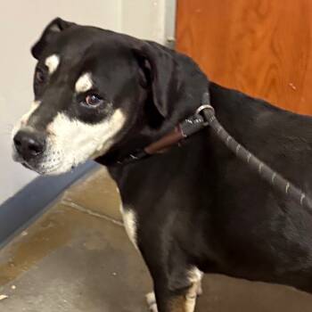 Rescue Pit Bull Terrier Dogs for Adoption in Yuma, Arizona - Gumbo | PetCurious