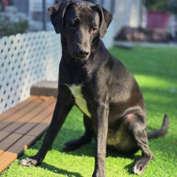 Mrs -  Labrador Retriever and Mixed Breed Dog for Adoption in Blairstown, New Jersey - Mrs | PetCurious