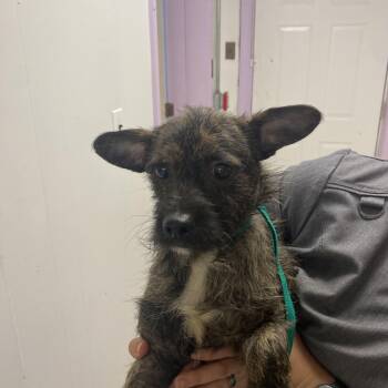 Rescue Terrier Dogs for Adoption in Northbrook, Illinois - Deviled Egg | PetCurious