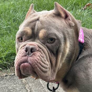 Betsy -  American Bully Dog for Adoption in Huber Heights, Ohio - Betsy | PetCurious