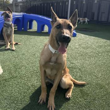 Rescue German Shepherd Dog Dogs for Adoption in Lucas, Texas - REYNA GS | PetCurious
