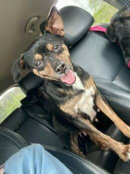 Chihuahua Dogs Available for Adoption in Ball Ground, Georgia - Ethel | PetCurious