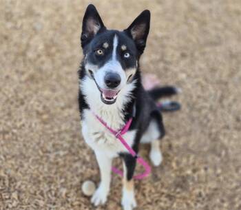 TIMMY -  Husky and Mixed Breed Dog for Adoption in Albuquerque, New Mexico - TIMMY | PetCurious