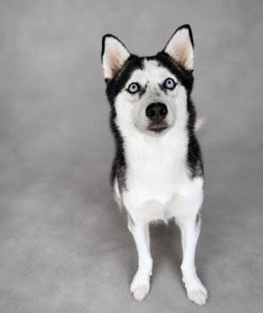 Wynonna -  Siberian Husky Dog for Adoption in Hardeeville, South Carolina - Wynonna | PetCurious