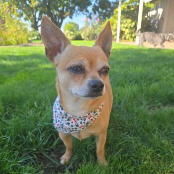Rescue Chihuahua and Terrier Dogs for Adoption in St. Helens, Oregon - Little Calie | PetCurious