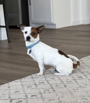 Cookie -  Dachshund and Jack Russell Terrier Dog for Adoption in Aurora, Colorado - Cookie | PetCurious