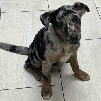 Sprinkles -  Mixed Breed Dog for Adoption in Lufkin, Texas - Sprinkles | PetCurious