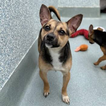 Chihuahua Dogs Available for Adoption in Hawthorne, California - Nova | PetCurious