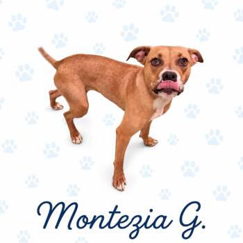 Montezia G. -  Mixed Breed Dog for Adoption in Memphis, Tennessee - Montezia G. | PetCurious