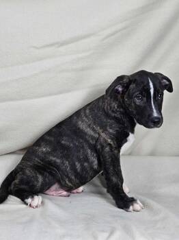 Rescue Australian Shepherd and Boxer Dogs for Adoption in East Sparta, Ohio - Harvest | PetCurious