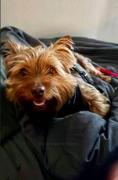 Rocky Raccoon(silky terrier/yorkshire terrier mix) -  Silky Terrier and Yorkshire Terrier Dog for Adoption in Torrington, Connecticut - Rocky Raccoon(silky Terrier/yorkshire Terrier Mix) | PetCurious