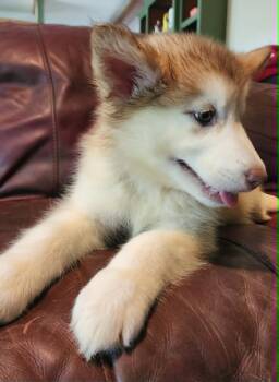 Arya -  Alaskan Malamute Dog for Sale in North Lewisburg, Ohio - Arya | PetCurious
