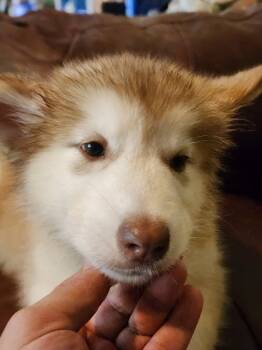 Arya -  Alaskan Malamute Dog for Sale in North Lewisburg, Ohio - Arya | PetCurious