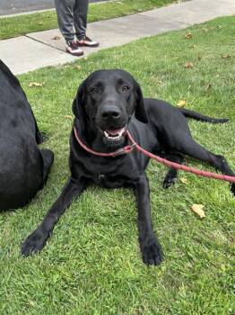 Rescue Labrador Retriever Dogs for Adoption in Stockton, California - WAYNE | PetCurious